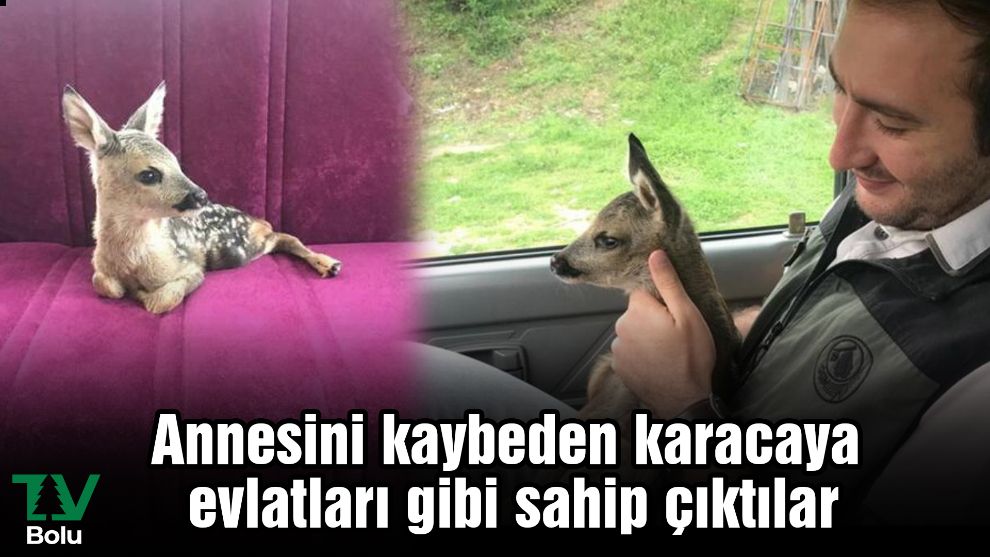 Annesini kaybeden karacaya evlatları gibi sahip çıktılar