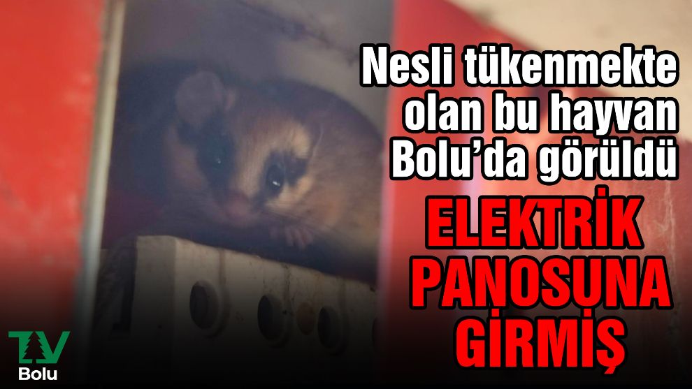 Nesli tükenmekte olan bu hayvan Bolu'da görüldü