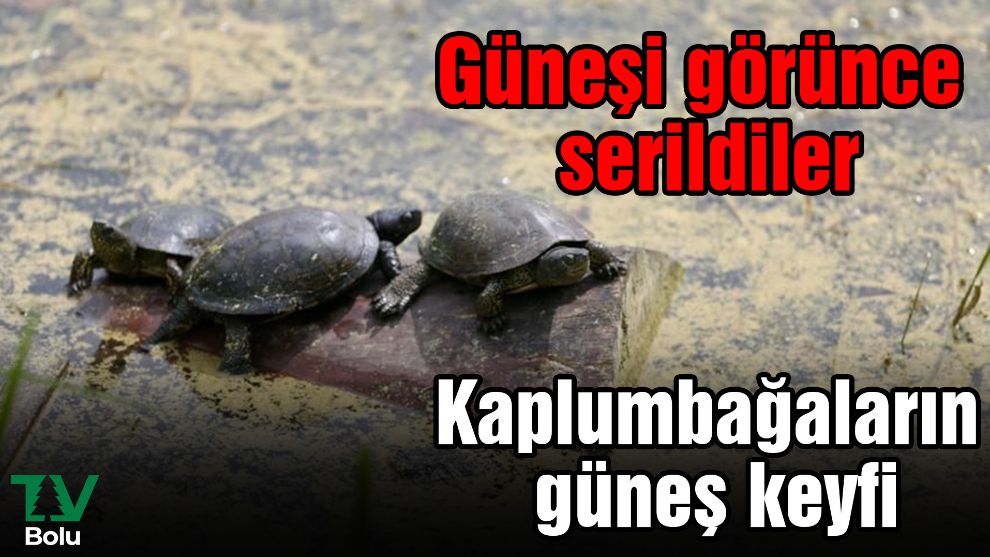 Su kaplumbağalarının güneş keyfi