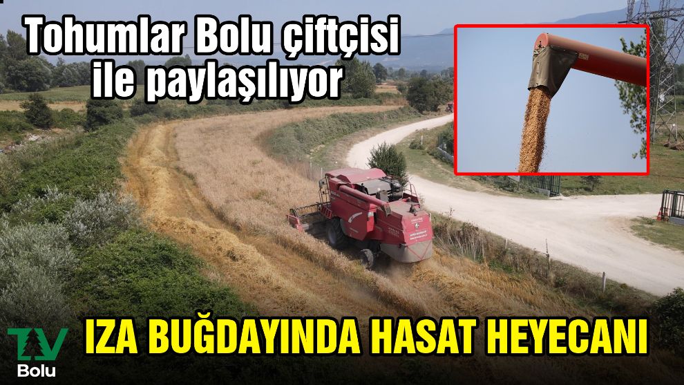 IZA buğdayında hasat heyecanı