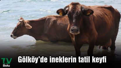 Gölköy'de ineklerin tatil keyfi