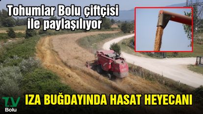 IZA buğdayında hasat heyecanı