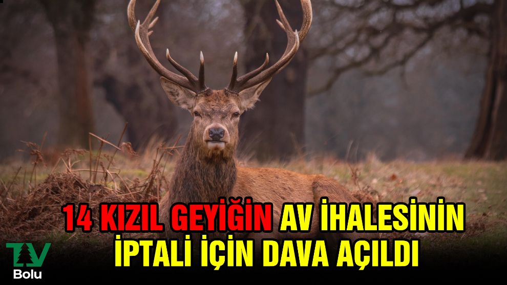 14 kızıl geyiğin av ihalesinin iptali için dava açıldı
