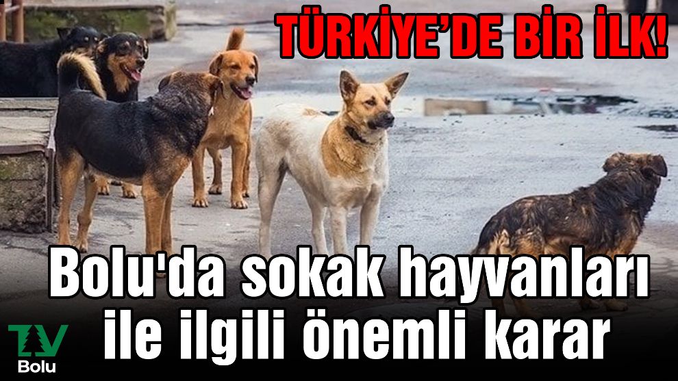 Bolu'da sokak hayvanları ile ilgili önemli karar