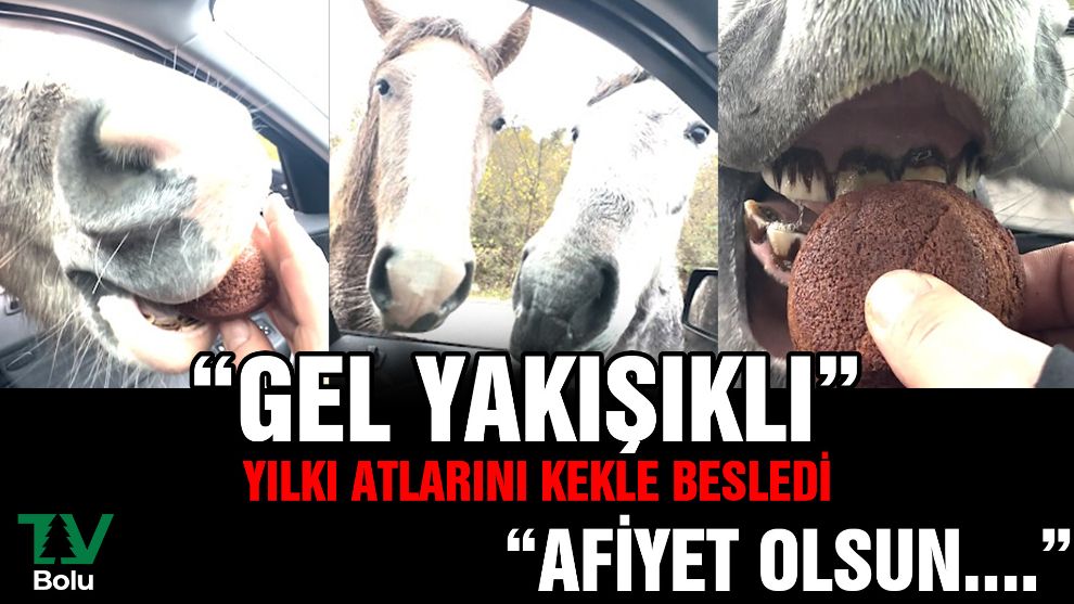 Vatandaş kamerasından yürekleri ısıtacak görüntüler...Yılkı atına 