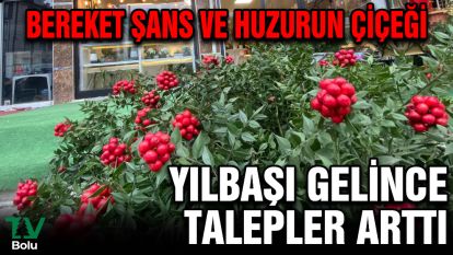 Bereket, şans ve huzurun çiçeği...Yılbaşı yaklaşırken talepler arttı