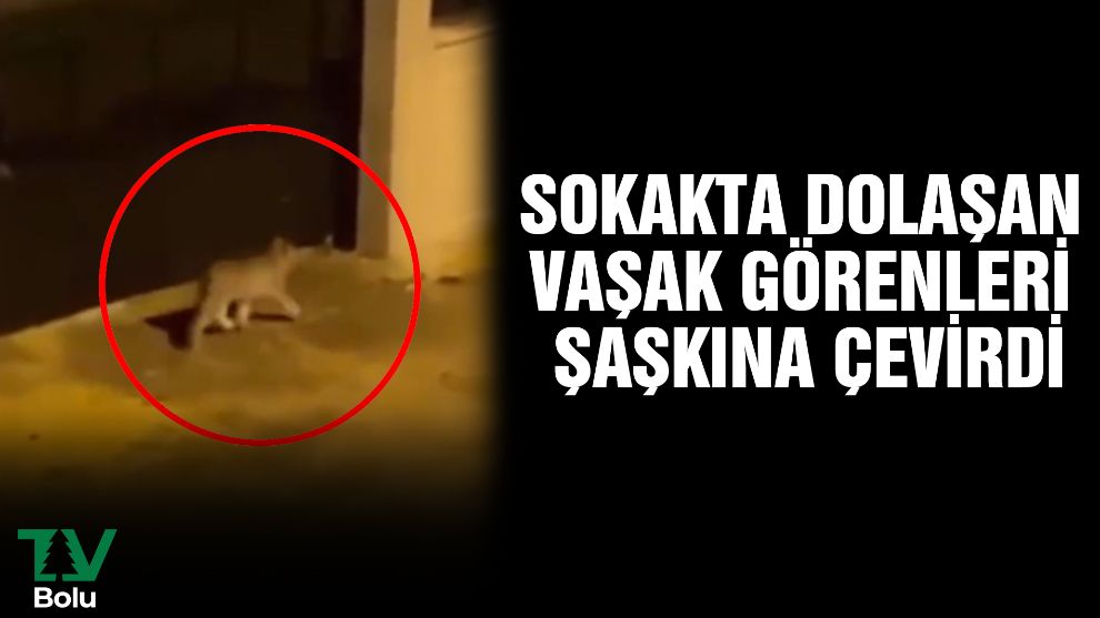 Sokakta dolaşan vaşak görenleri şaşkına çevirdi