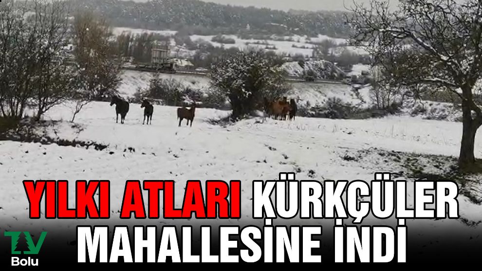 Yılkı atları Kürkçüler Mahallesine indi