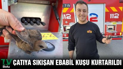 Çatıya sıkışan ebabil kuşu kurtarıldı