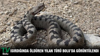 Isırdığında öldüren yılan türü Bolu'da görüntülendi