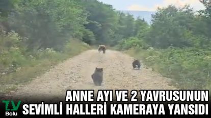 Anne ayı ve 2 yavrusunun sevimli halleri kameraya yansıdı
