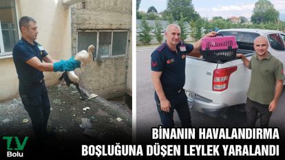 Binanın havalandırma boşluğuna düşen leylek yaralandı