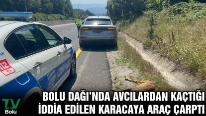 Bolu Dağı'nda avcılardan kaçtığı iddia edilen karacaya araç çarptı