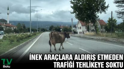 İnek araçlara aldırış etmeden trafiği tehlikeye soktu
