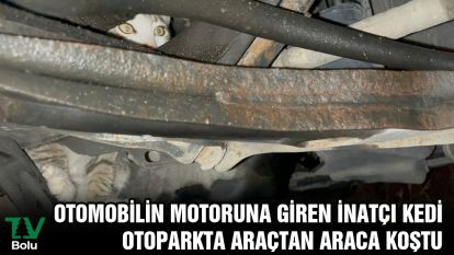 Otomobilin motoruna giren inatçı kedi otoparkta araçtan araca koştu