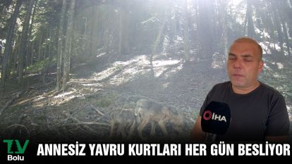 Annesiz yavru kurtları her gün besliyor