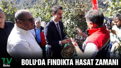 Bolu'da fındıkta hasat zamanı