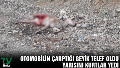 Otomobilin çarptığı geyik telef oldu: Yarısını kurtlar yedi