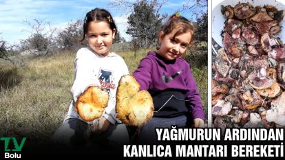 Yağmurun ardından kanlıca mantarı bereketi