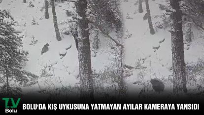 Bolu'da kış uykusuna yatmayan ayılar kameraya yansıdı