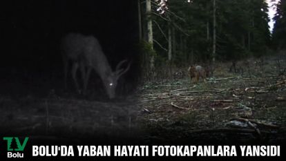 Bolu'da yaban hayatı fotokapanlara yansıdı
