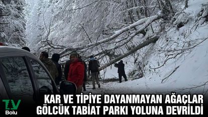 Kar ve tipiye dayanmayan ağaçlar Gölcük Tabiat Parkı yoluna devrildi