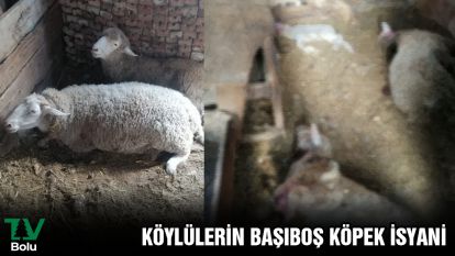 Köylülerin başıboş köpek isyanı