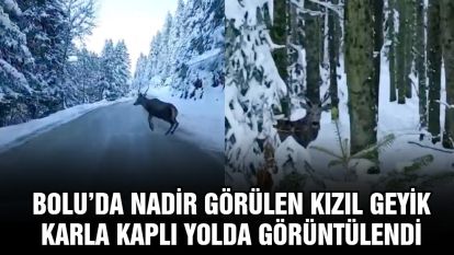 Bolu'da nadir görülen kızıl geyik karla kaplı yolda görüntülendi