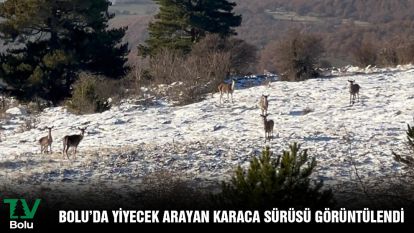 Bolu'da yiyecek arayan karaca sürüsü görüntülendi