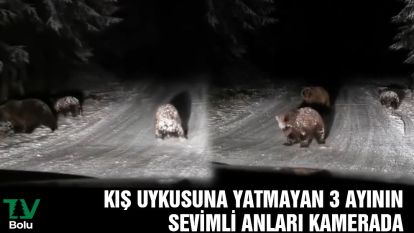 Kış uykusuna yatmayan 3 ayının sevimli anları kamerada