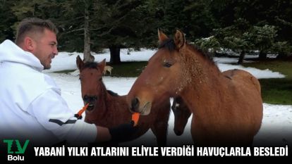 Yabani yılkı atlarını eliyle verdiği havuçlarla besledi