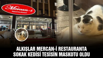 ALKIŞLAR MERCAN-İ RESTAURANTA.... SOKAK KEDİSİ TESİSİN MASKOTU OLDU