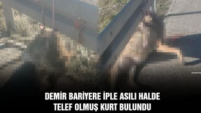 Demir bariyere iple asılı halde telef olmuş kurt bulundu