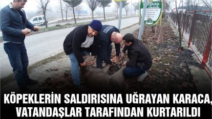 Köpeklerin saldırısına uğrayan karaca, vatandaşlar tarafından kurtarıldı