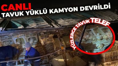 CANLI TAVUK YÜKLÜ KAMYON DEVRİLDİ: YÜZLERCE TAVUK TELEF