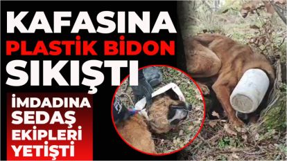 KAFASINA PLASTİK BİDON SIKIŞTI... İMDADINA SEDAŞ EKİPLERİ YETİŞTİ