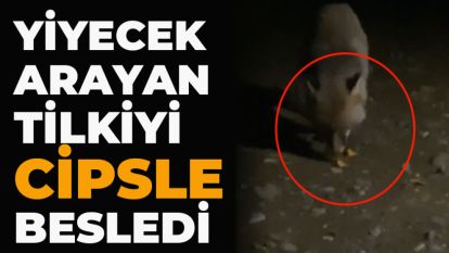 Yiyecek arayan tilkiyi cipsle besledi