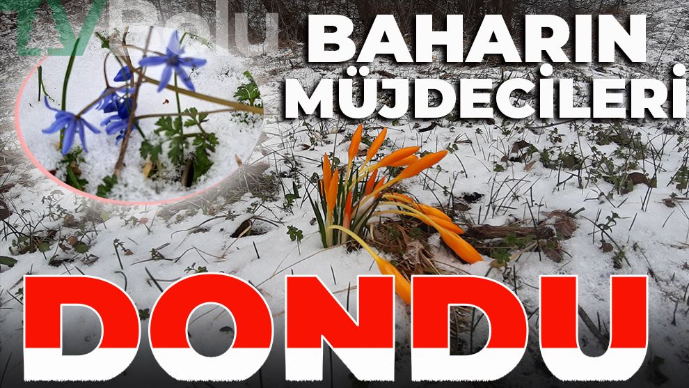 Kar soğuğu baharın müjdecisini dondurdu