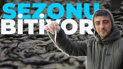 HAMSİNİN SEZONU BİTİYOR... 150 LİRADAN SATIŞTA