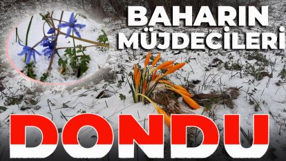 Kar soğuğu baharın müjdecisini dondurdu