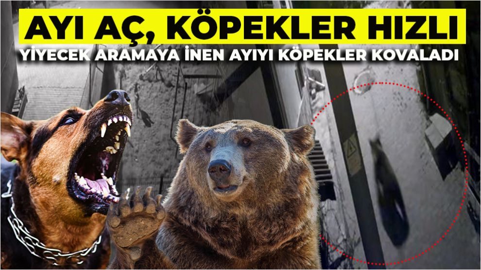 Yiyecek aramaya inen ayıyı köpekler kovaladı