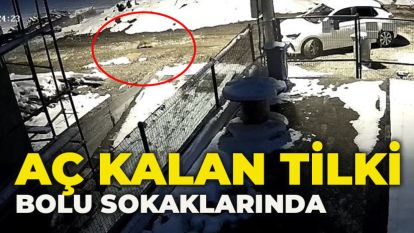 AÇ KALAN TİLKİ BOLU SOKAKLARINDA