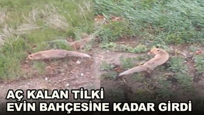Aç kalan tilki evin bahçesine kadar girdi