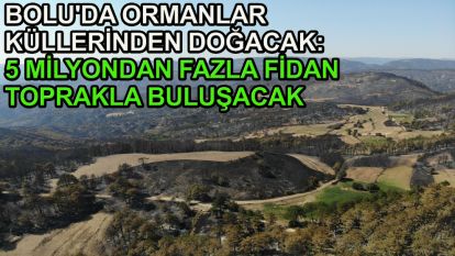 Bolu'da ormanlar küllerinden doğacak: 5 milyondan fazla fidan toprakla buluşacak