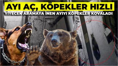 Yiyecek aramaya inen ayıyı köpekler kovaladı