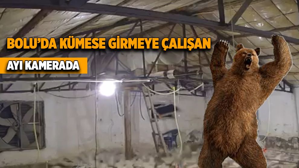 Bolu'da kümese girmeye çalışan ayı kamerada