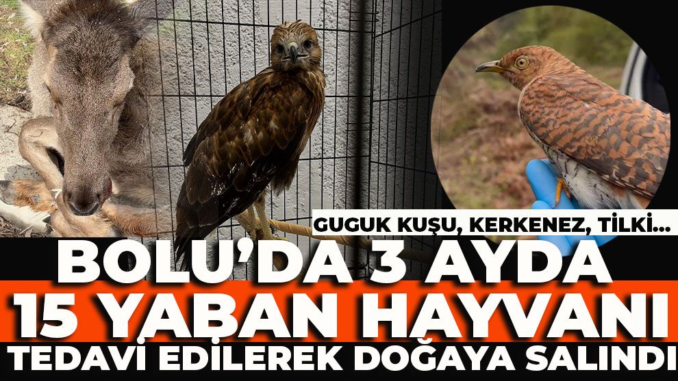 Bolu’da 3 ayda 15 yaban hayvanı tedavi edilerek doğaya salındı