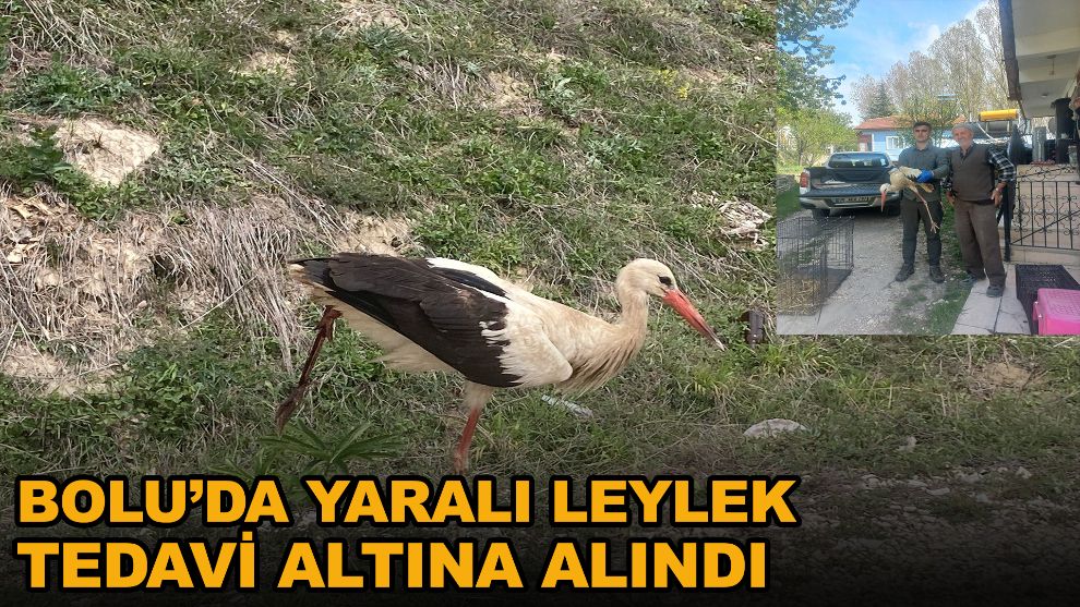 Bolu'da yaralı leylek tedavi altına alındı