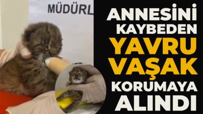Annesini kaybeden yavru vaşak, korumaya alındı