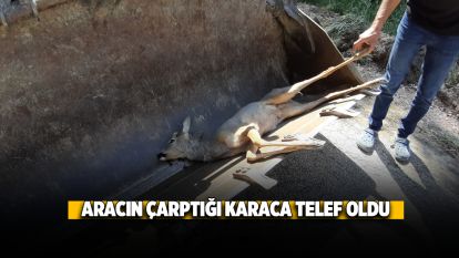 Aracın çarptığı karaca telef oldu